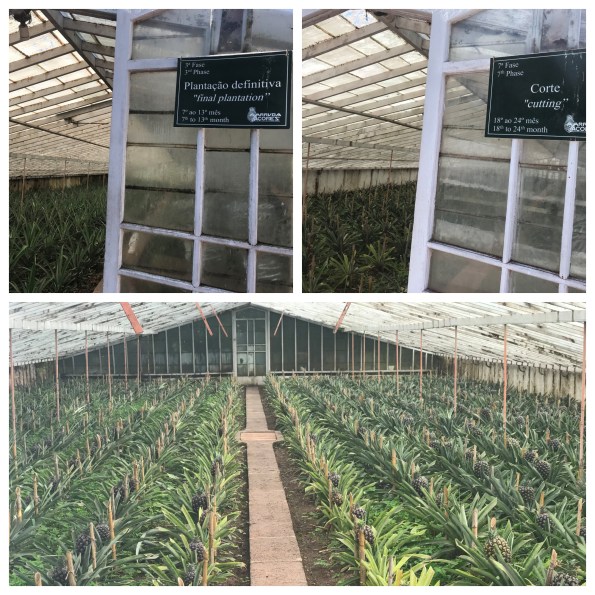 Pineapple Farm